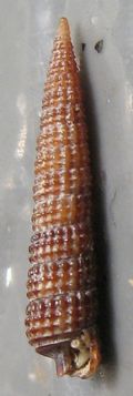 Cerithiopsis&nbsp;diadema